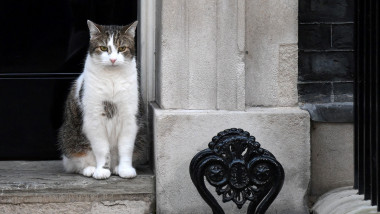 Larry the Downing Street cat sits outside of 10 Downing Street, in London