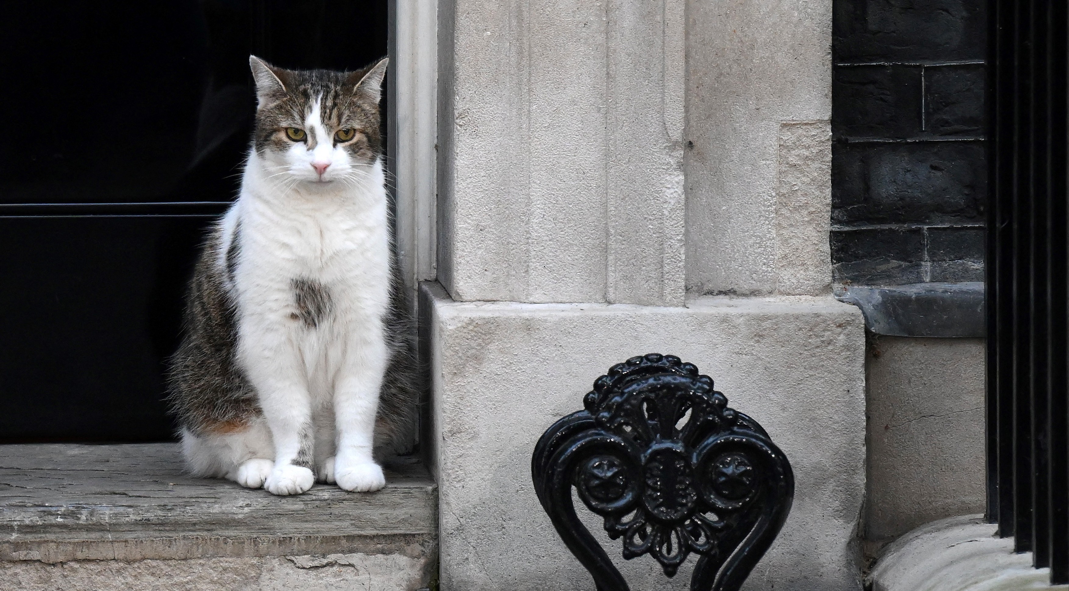 Larry the Cat, motanul din Downing Street 10, rafală de glume pe seama lui Rishi Sunak după ce a fost numit prim-ministru