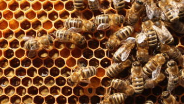 Albine pe fagure