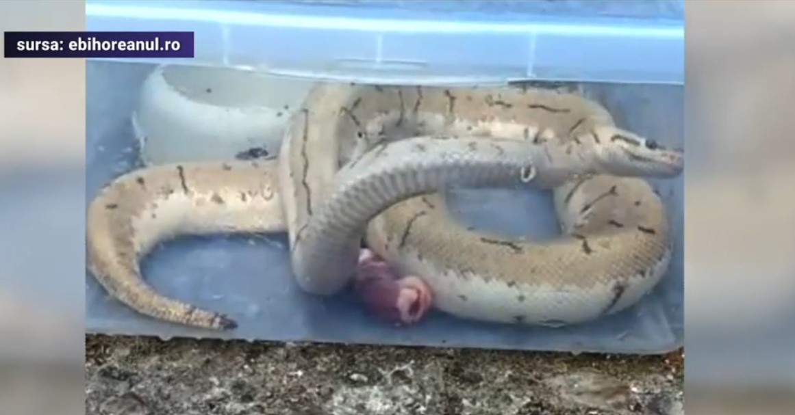 VIDEO Un orădean a găsit trei pitoni în tomberonul din fața blocului
