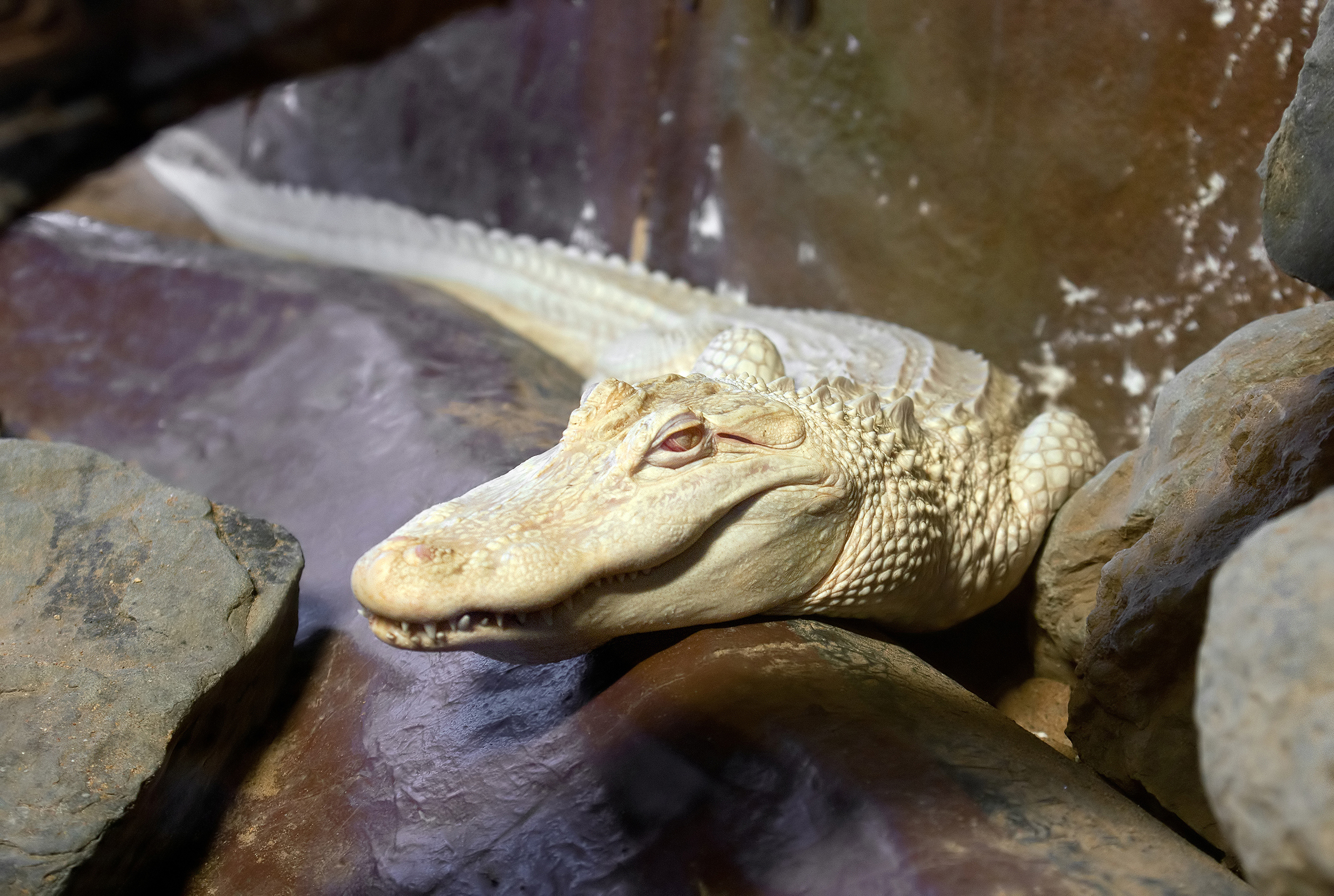 Un bărbat a vrut să urce în avion cu un aligator viu în valiză. Reptila se vinde și cu 1,4 milioane de dolari pe piața neagră