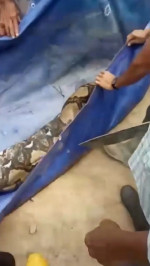 Grandmother, 54, eaten alive by 22ft long python in Indonesia