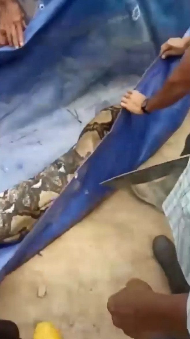 Grandmother, 54, eaten alive by 22ft long python in Indonesia