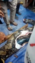 Grandmother, 54, eaten alive by 22ft long python in Indonesia