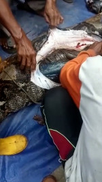 Grandmother, 54, eaten alive by 22ft long python in Indonesia