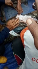 Grandmother, 54, eaten alive by 22ft long python in Indonesia