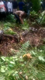 Grandmother, 54, eaten alive by 22ft long python in Indonesia