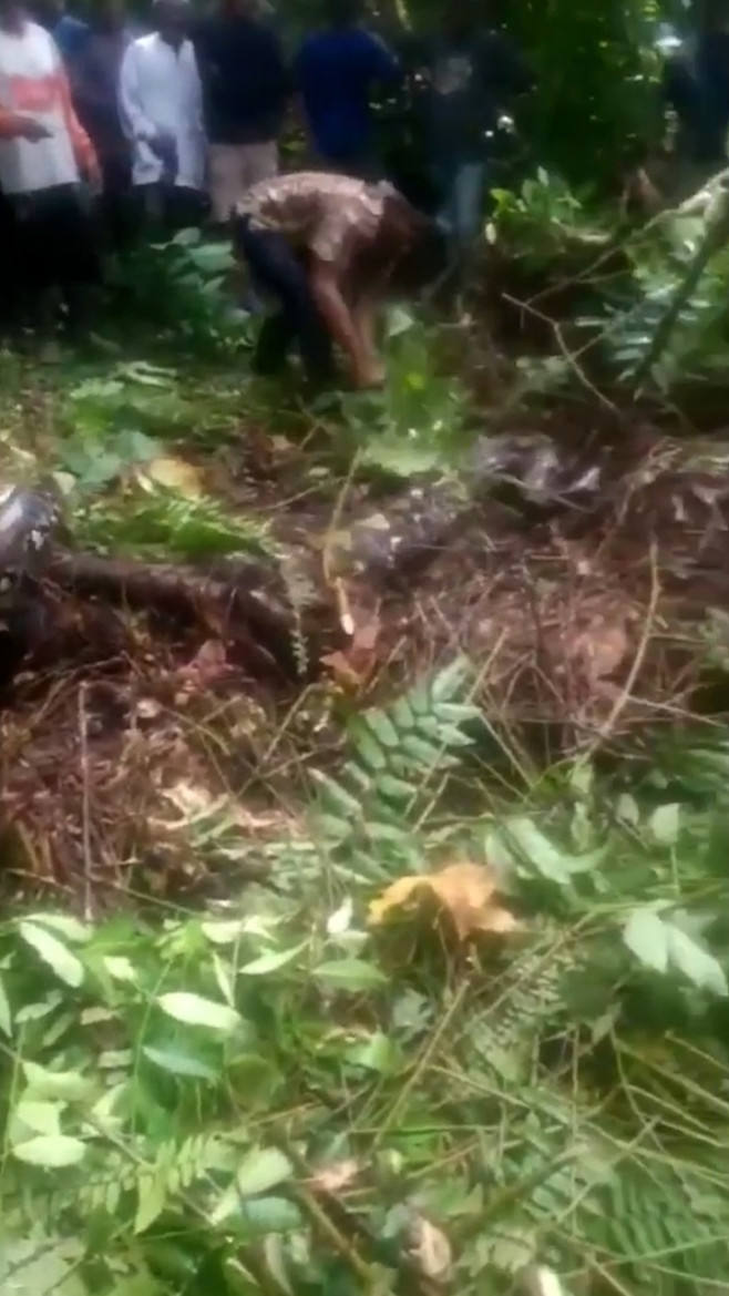 Grandmother, 54, eaten alive by 22ft long python in Indonesia