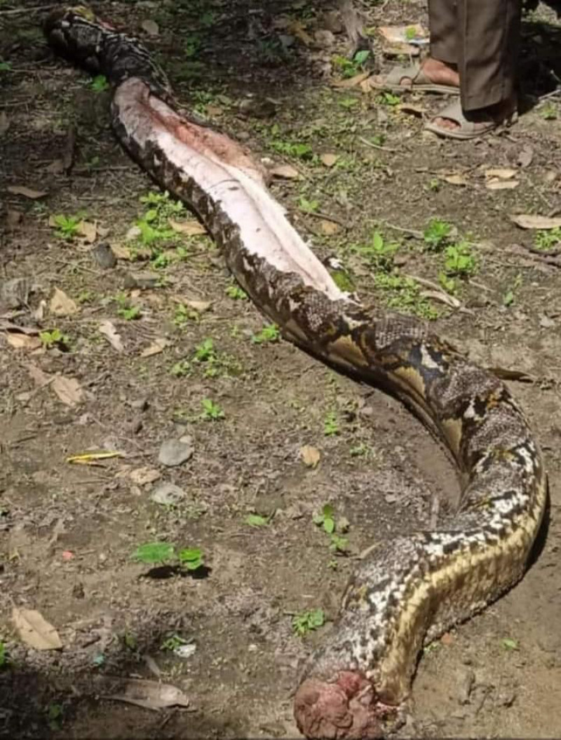 Grandmother, 54, eaten alive by 22ft long python in Indonesia