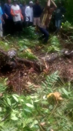 Grandmother, 54, eaten alive by 22ft long python in Indonesia