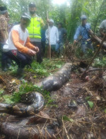 Grandmother, 54, eaten alive by 22ft long python in Indonesia