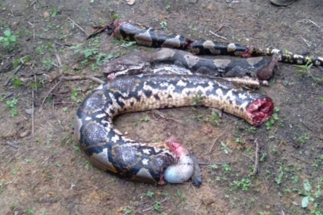 Grandmother, 54, eaten alive by 22ft long python in Indonesia