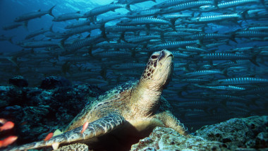broască țestoasă inconurata de un banc de pești