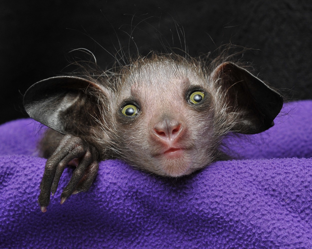 De ce ne scărpinăm în nas? Obiceiul lemurilor cu degete lungi din Madagascar care a stârnit curiozitatea oamenilor de știință