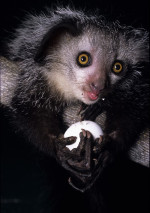 Lemur ai-ai Madagascar