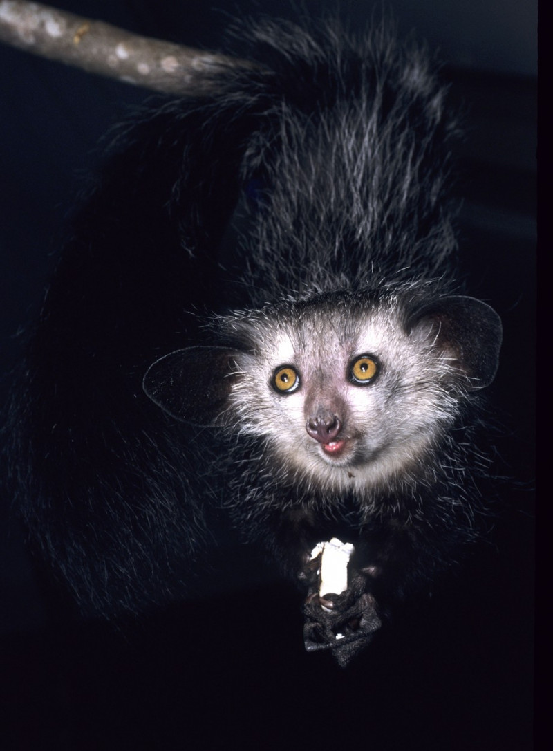Lemur ai-ai Madagascar