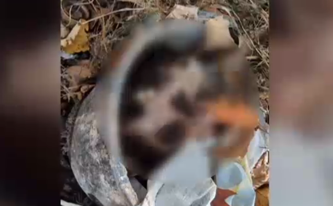 Craniu găsit într-o găleată, în Cimitirul Eroilor din Timișoara. Administrația a trimis un angajat și l-a luat într-o pungă