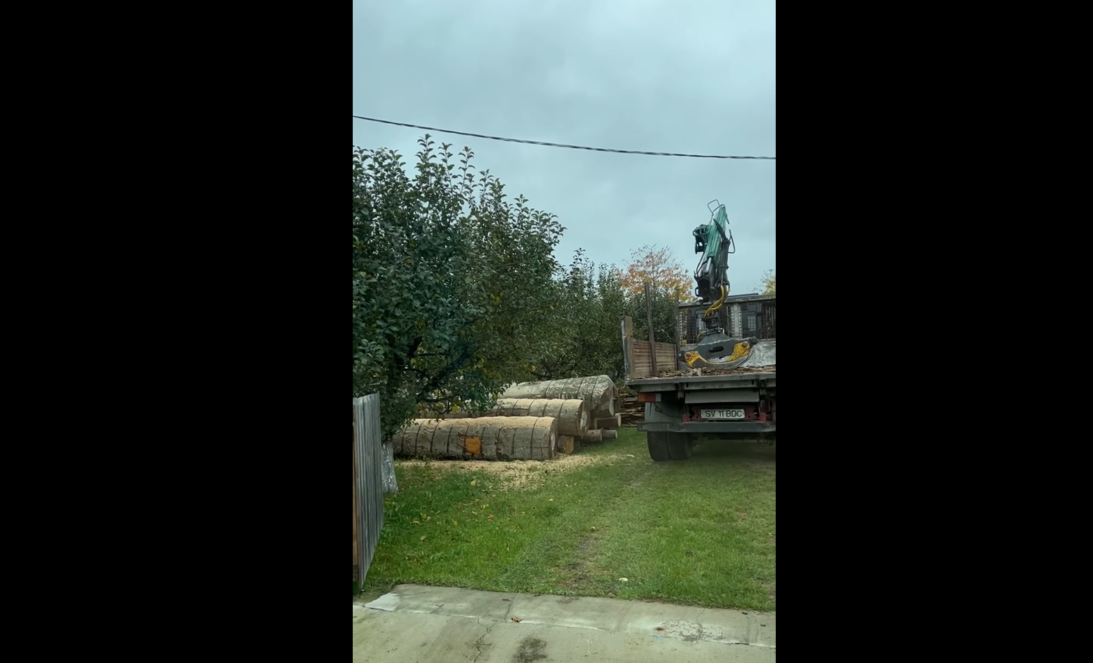 VIDEO Polițiștii din comuna Arbore au fost prinși tăind bușteni fără acte