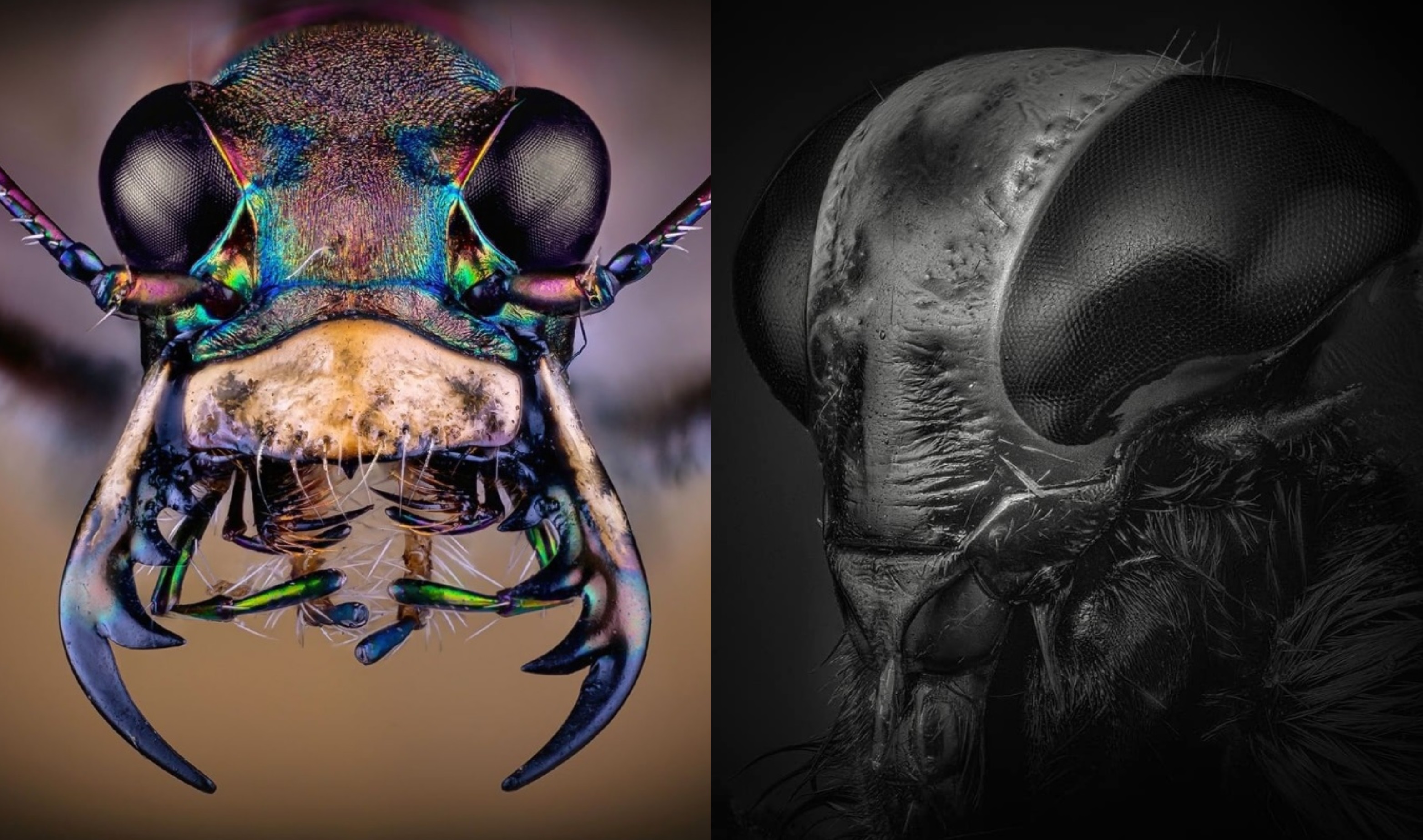 Furnicile-monstru și cărăbușii-extratereștri. Imagini fascinante cu insecte fotografiate printr-un microscop