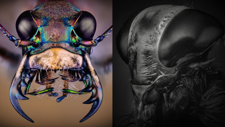 Microfotografii cu insecte