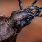 Carabus-Granulatus