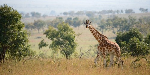 Atac neobișnuit: O girafă a ucis o fetiță de 1 an și a rănit-o grav pe mama copilei într-o rezervaţie naturală din Africa de Sud