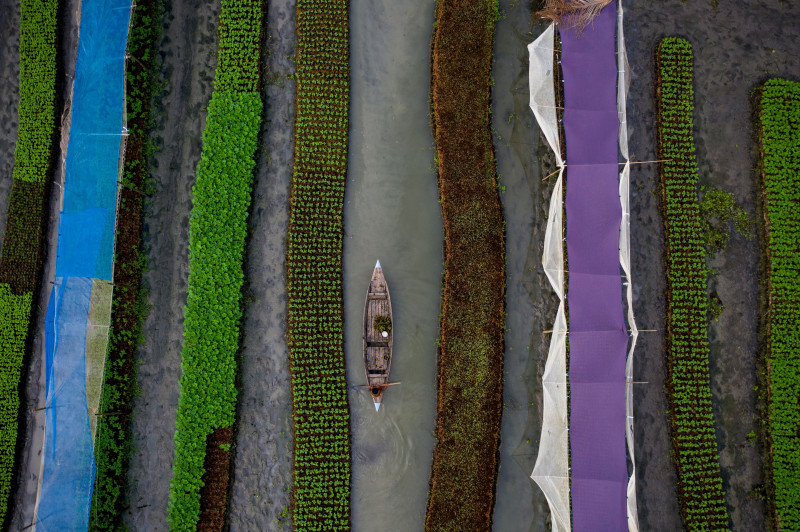 Farming in Pirojpur, Bangladesh - 06 Nov 2020