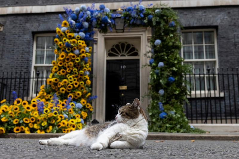 Larry the Cat sits under Ukraine Flower Arch