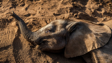 elefant in kenya