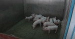 ferma-porci-caputra-youtube1