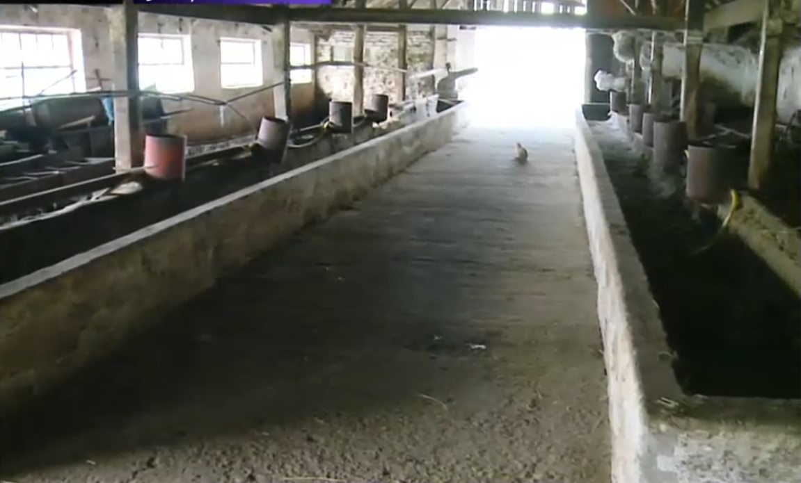 În așteptarea soluțiilor de la autorități, tot mai mulți fermieri renunță la creșterea animalelor și amenință că vor ieși în stradă