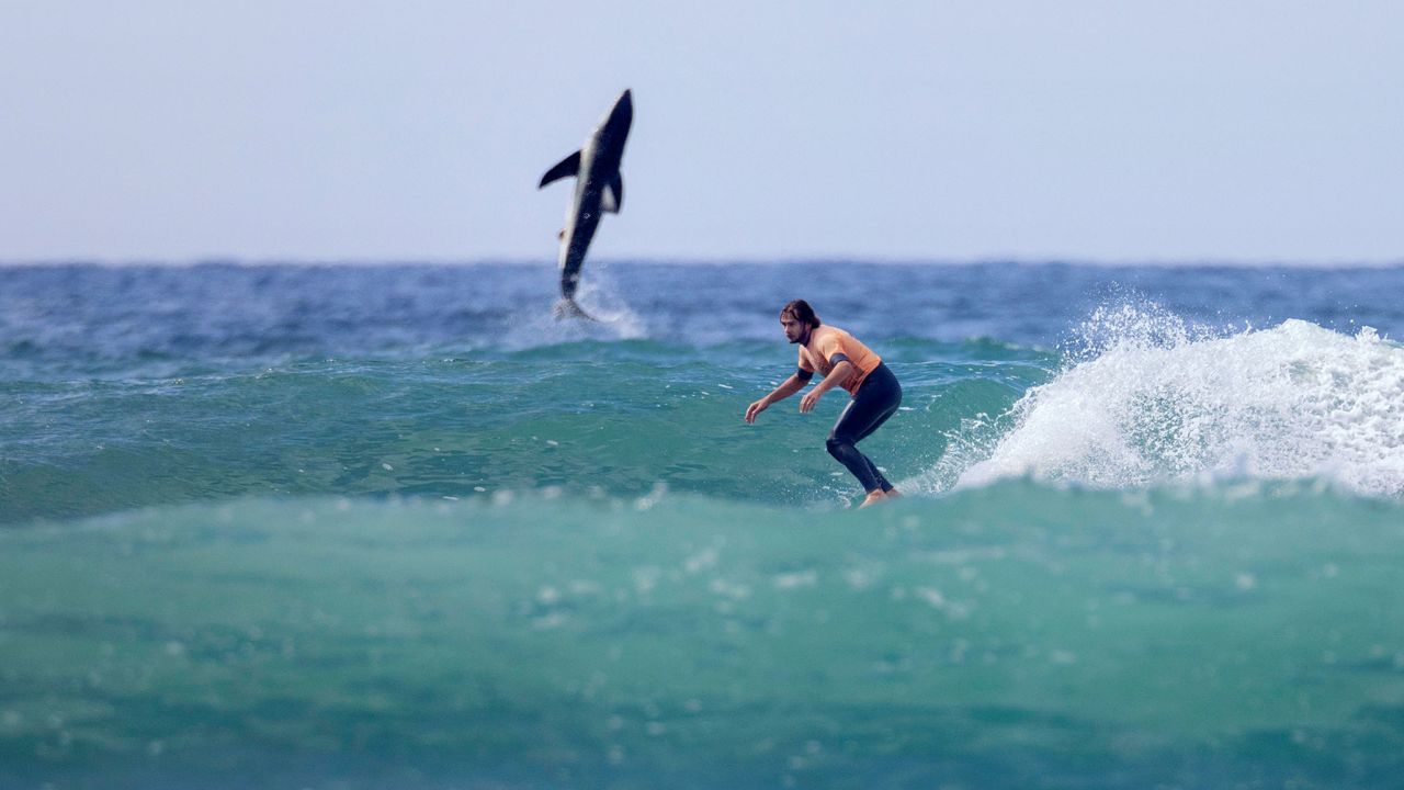 Un rechin alb, surprins de obiectivul unui fotograf în spatele unui surfer, "îngrozitor de aproape"