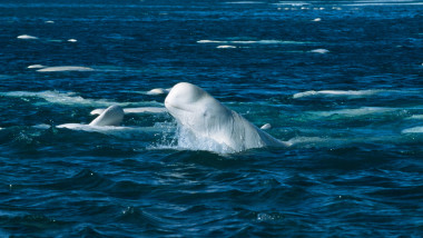 Beluga, Balena spion