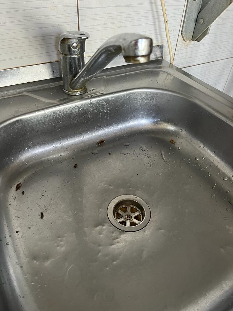 Gândaci în "meniul" unui restaurant din Alba Iulia. Imagini dezgustătoare filmate în bucătărie