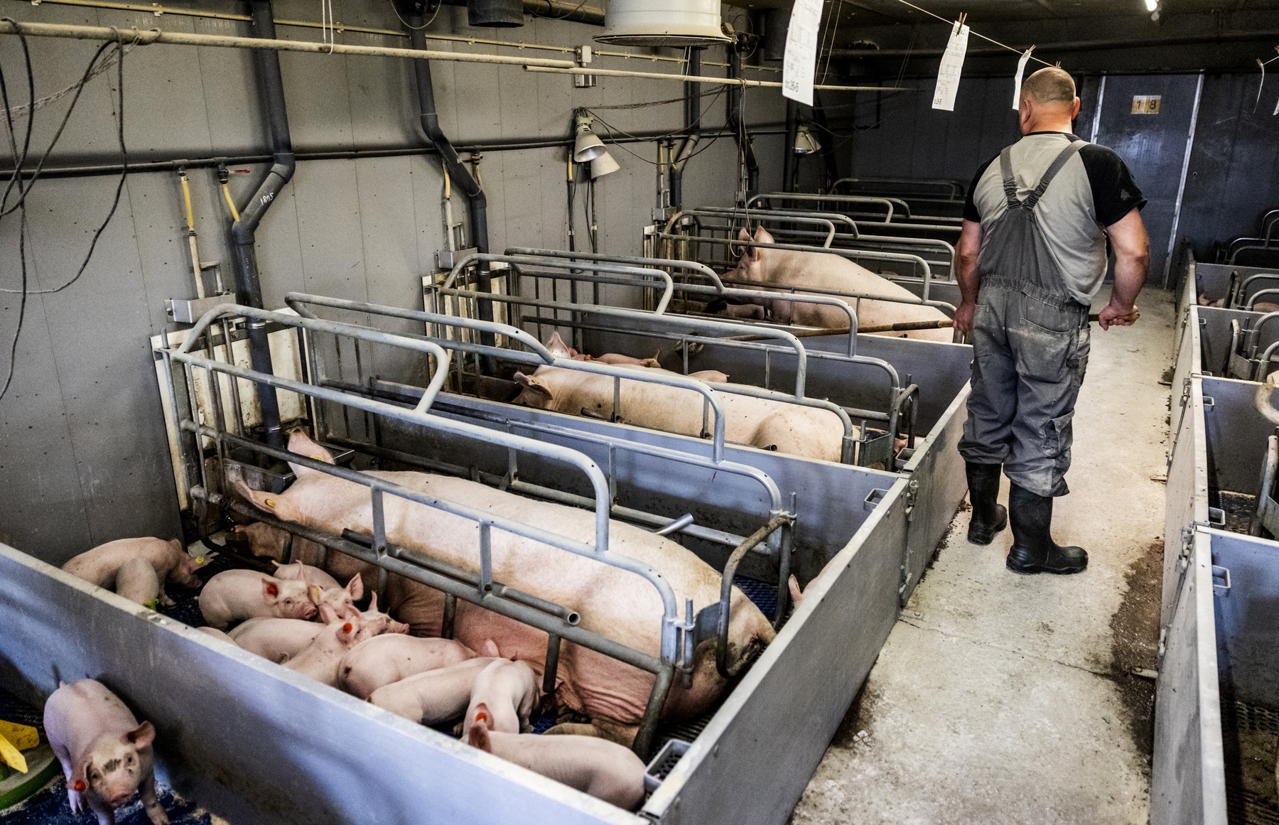 Focar uriaș de pestă porcină la cel mai mare producător din țară. Românii vor mânca și mai multă carne de import