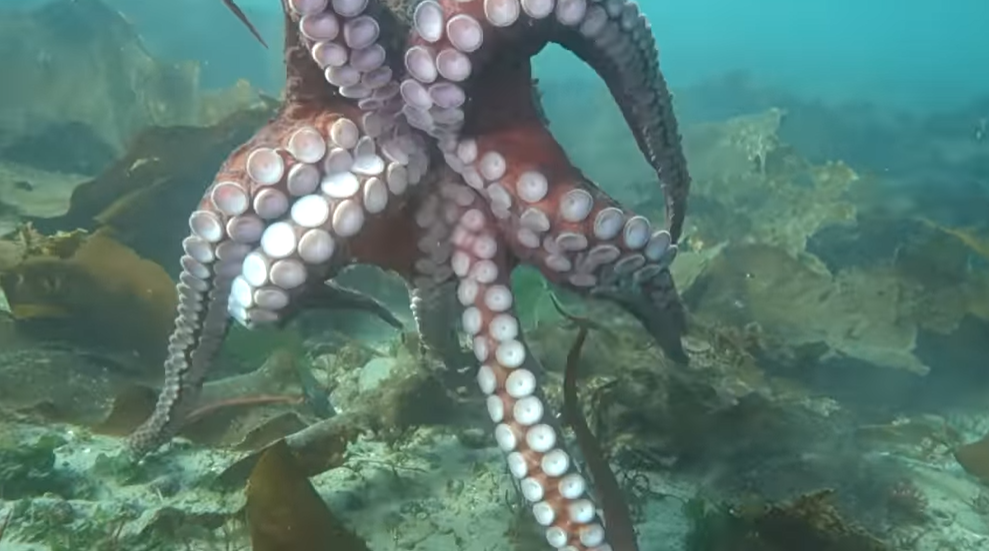 VIDEO Momentul în care o femeie este prinsă în tentacule de o caracatiță uriașă
