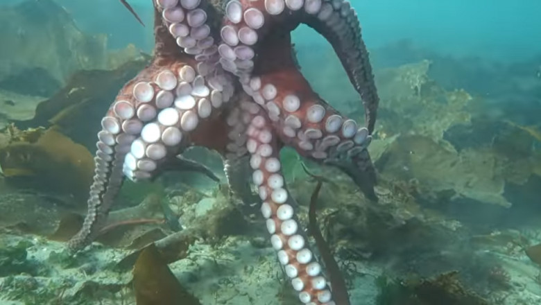 Momentul în care o femeie este prinsă în tentacule de o caracatiță uriașă