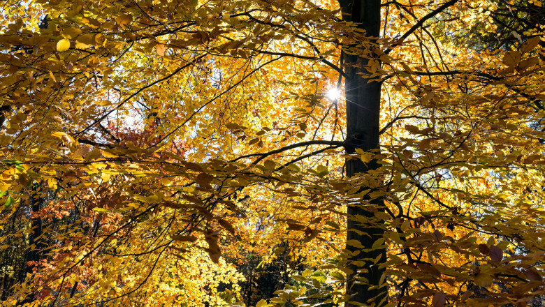 Beautiful yellow autumn tree against warm sunlight