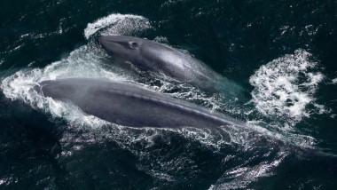 Balene albastre fotografiate din aer