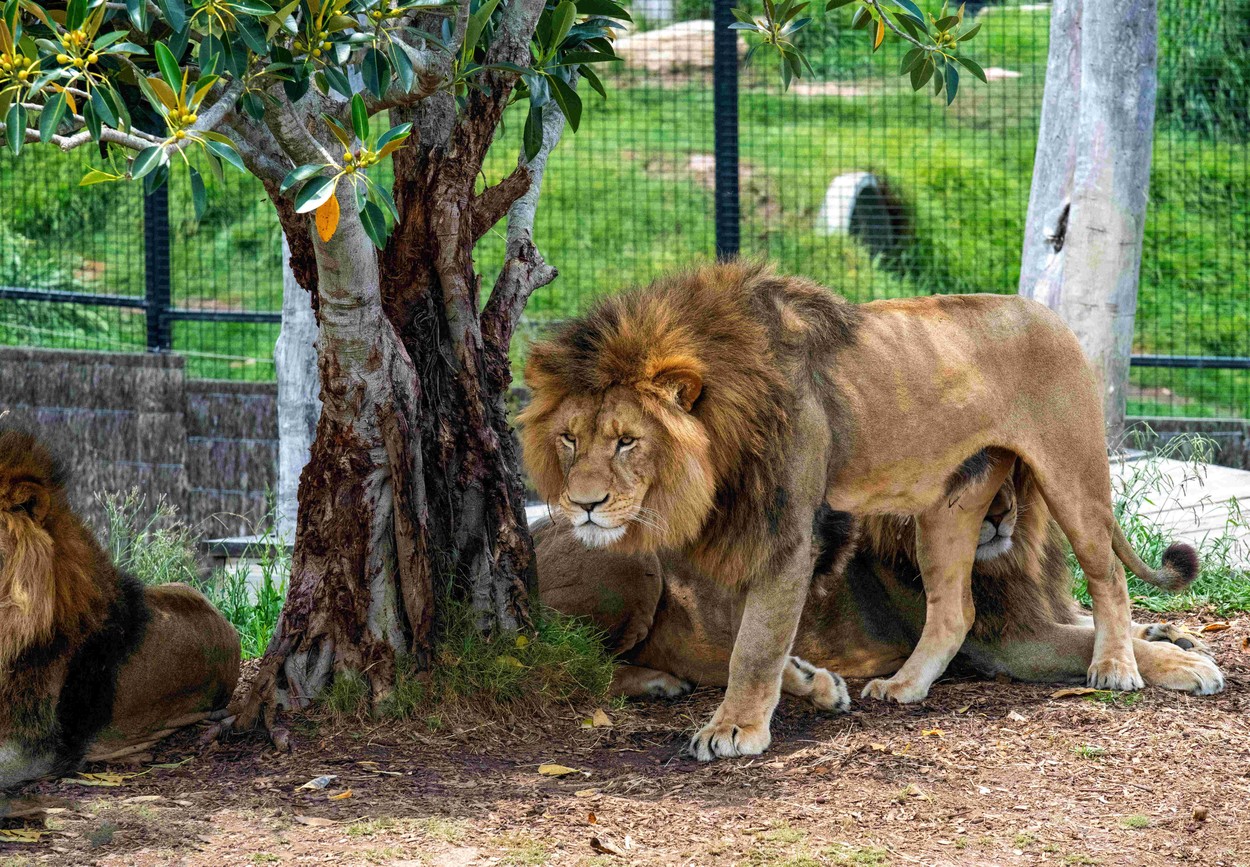 Alarmele au răsunat în Sidney după ce cinci lei de la grădina zoologică au evadat din adăpost. Un pui a fost tranchilizat