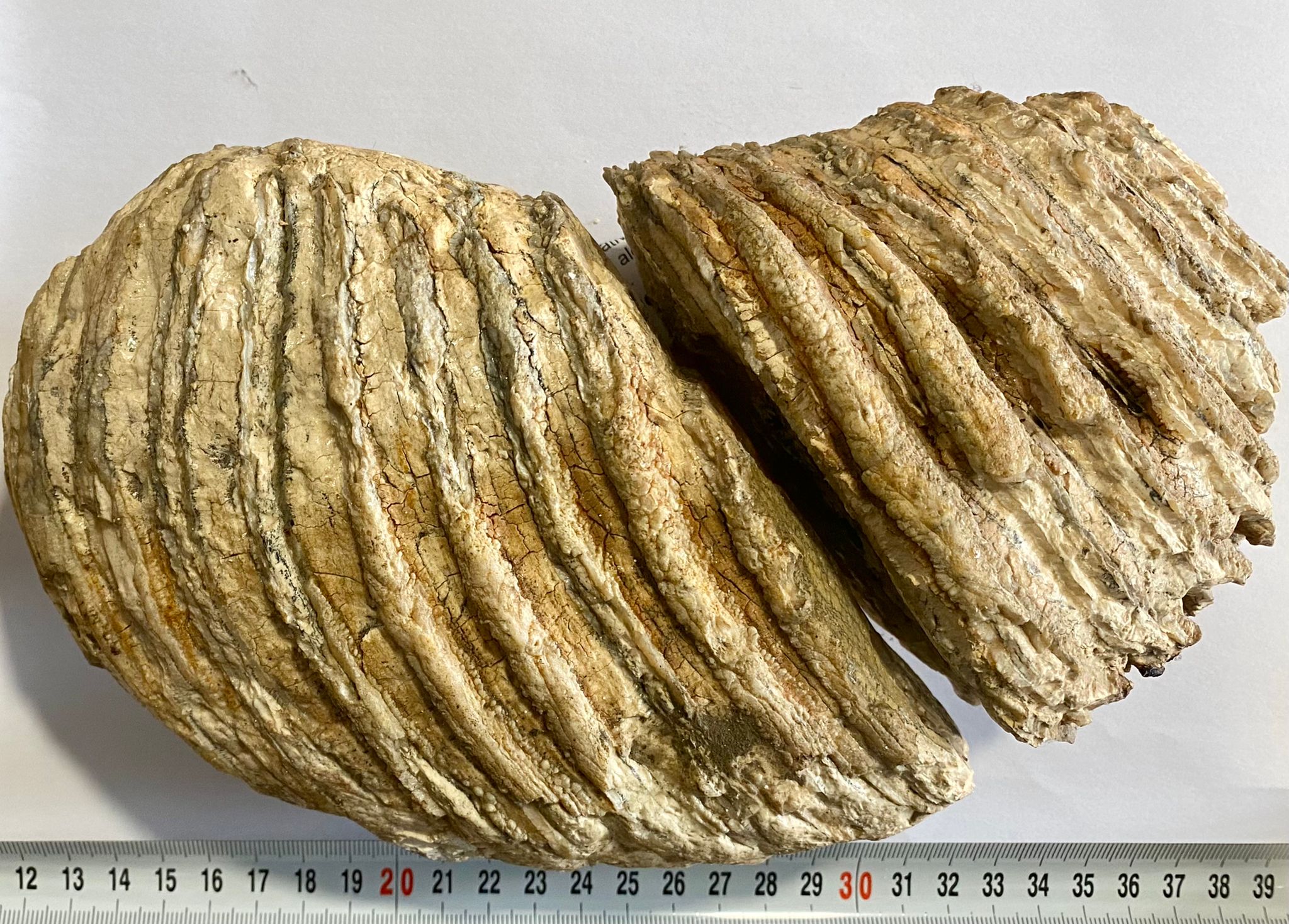 O femeie a vrut să vândă un molar de mamut vechi de 10.000 de ani. Îl primise cadou