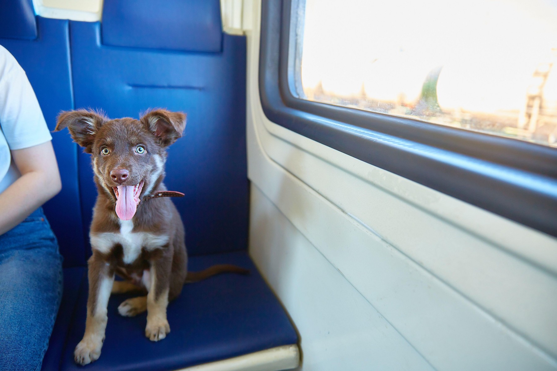 PNL a depus un proiect de lege pentru accesul animalelor de companie în transportul în comun și în instituții publice