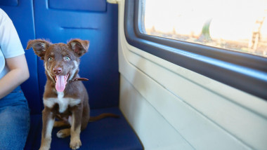 Cute little dog looks at the camera. The concept of traveling with pets on a commuter train. Copy space