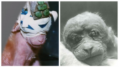 Maimuța Britches care a fost salvată dintr-un laborator după ce ochii i-au fost cusuți