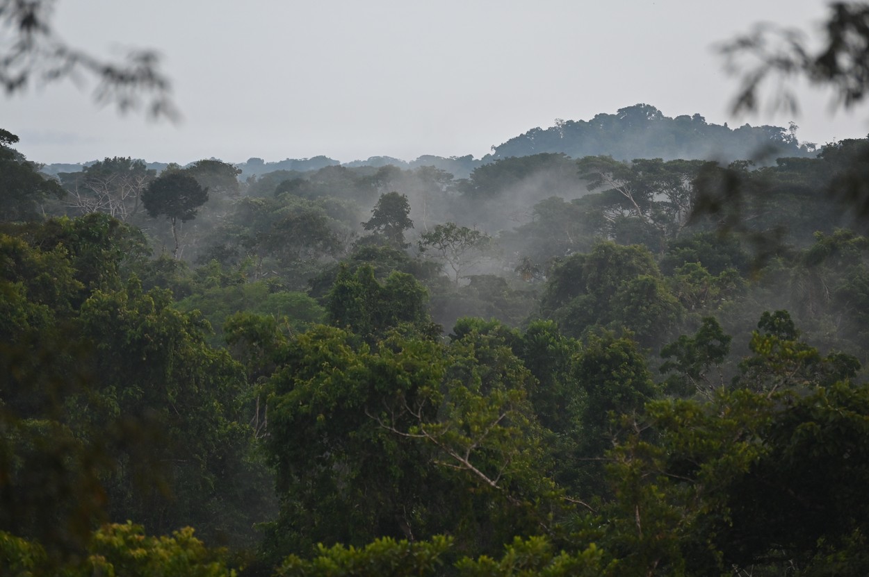 Trei state care dețin cele mai vaste păduri tropicale cer bogaților lumii să contribuie la salvarea junglei