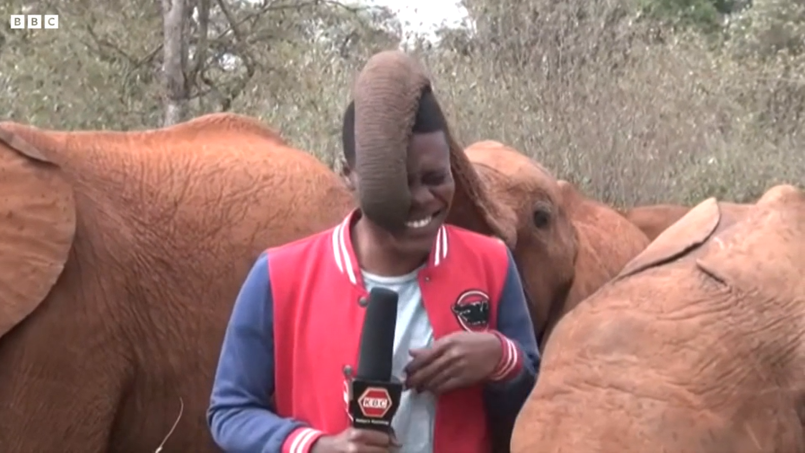 VIDEO Momentul în care un pui de elefant întrerupe relatarea unui jurnalist. Imaginile au devenit virale