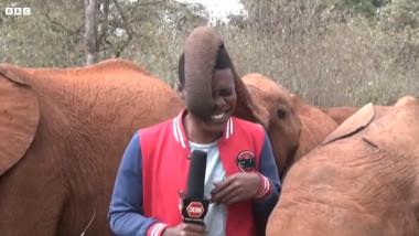 un pui de elefant întrerupe relatarea unui jurnalist