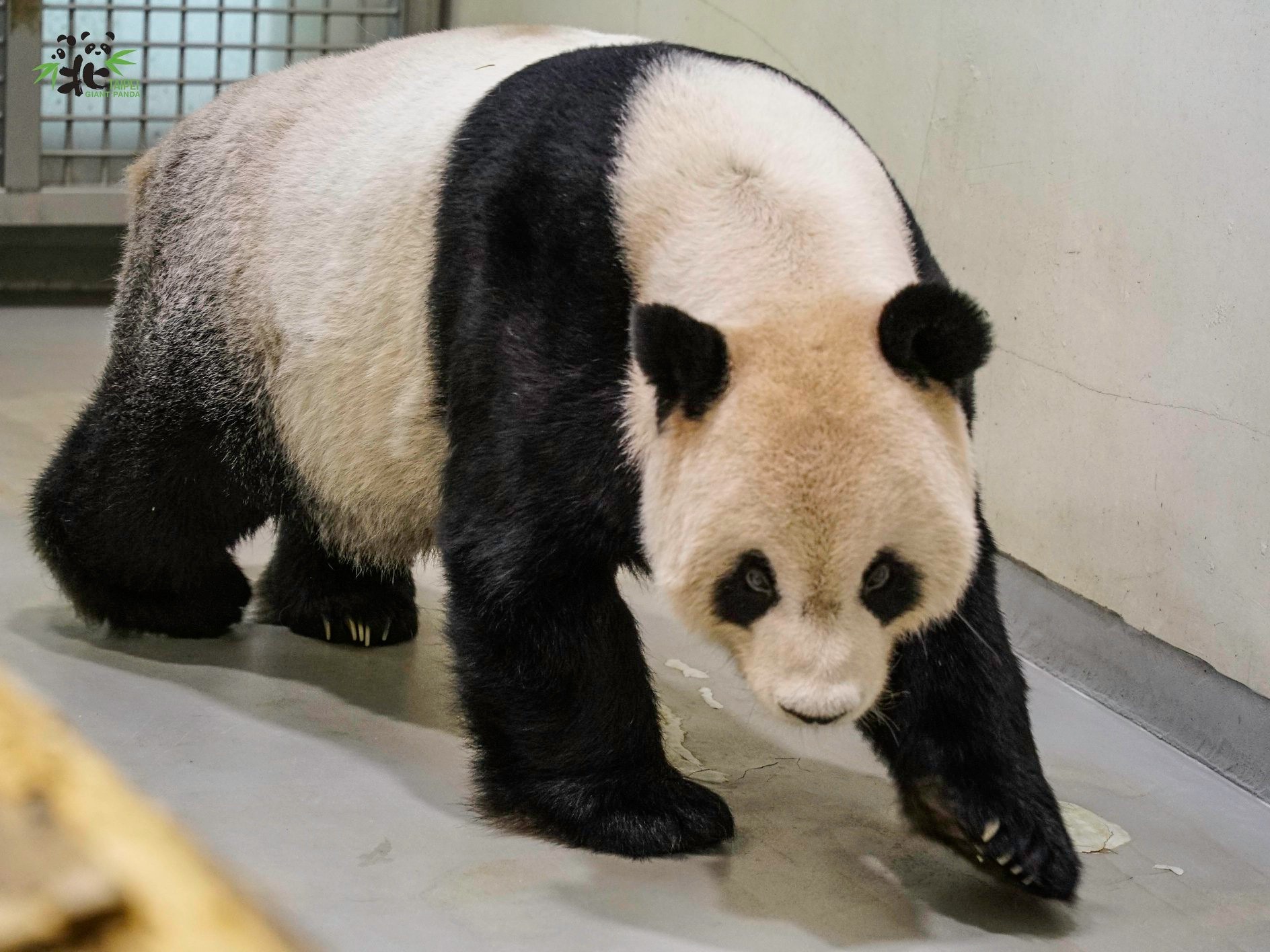 A murit Tuan Tuan, ursul panda oferit de China autorităților din Taiwan în 2008