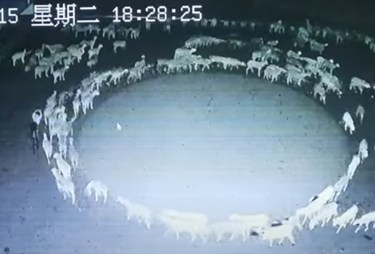 VIDEO. Misterul turmei de oi care s-a învârtit în cerc timp de 12 zile. Nimeni nu a găsit o explicație