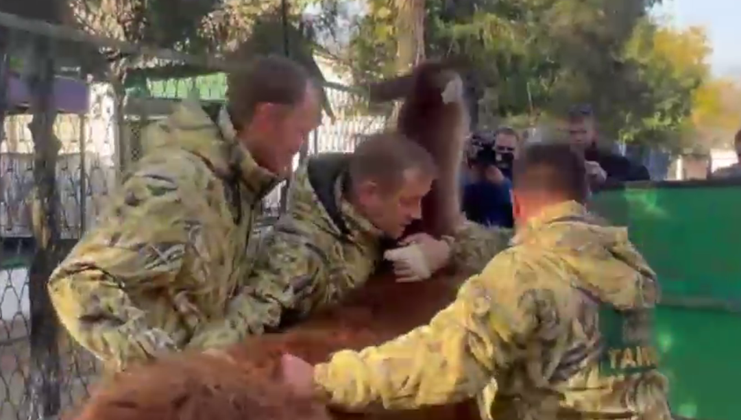 VIDEO. Militari ruși filmați când fură animale de la grădina zoologică din Herson, în timpul retragerii